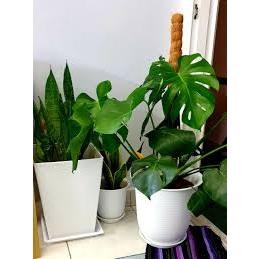 Felton Round Flower Pot FBL2461 / FBL2462 | White / Brown / Grey | Pasu Bunga Indoor & Outdoor