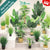 36CM-125CM Artificial Plant Artificial Tree Artificial Leaves Artificial Potted Indoor Plant Decoration Pokok Hiasan
