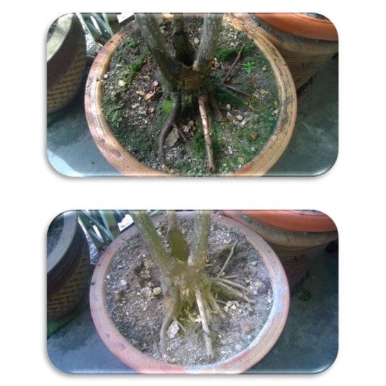 Jecall-Bio Biomoss Spray 1L – Racun Lumut Semula Jadi, Algae Remover, Untuk Lantai & Dinding, Spray Lumut