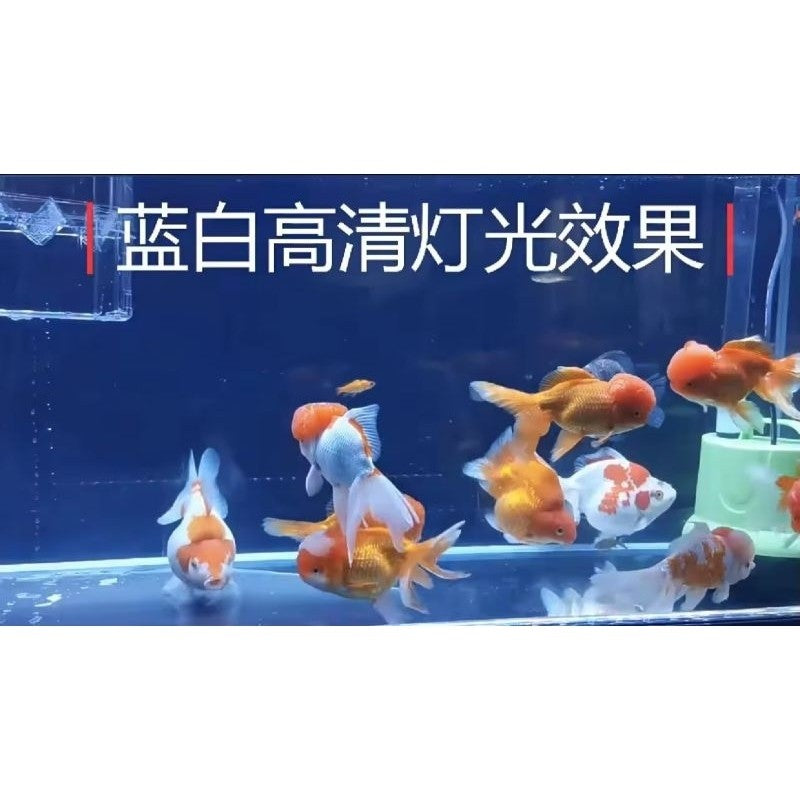 QuanLong T4 Aquarium LED Light 800B – 10W 77cm (Multi-Colour / Blue & White / Red & White)