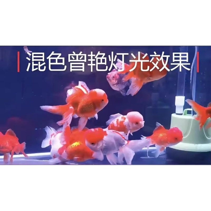 QuanLong T4 Aquarium LED Light 800B – 10W 77cm (Multi-Colour / Blue & White / Red & White)