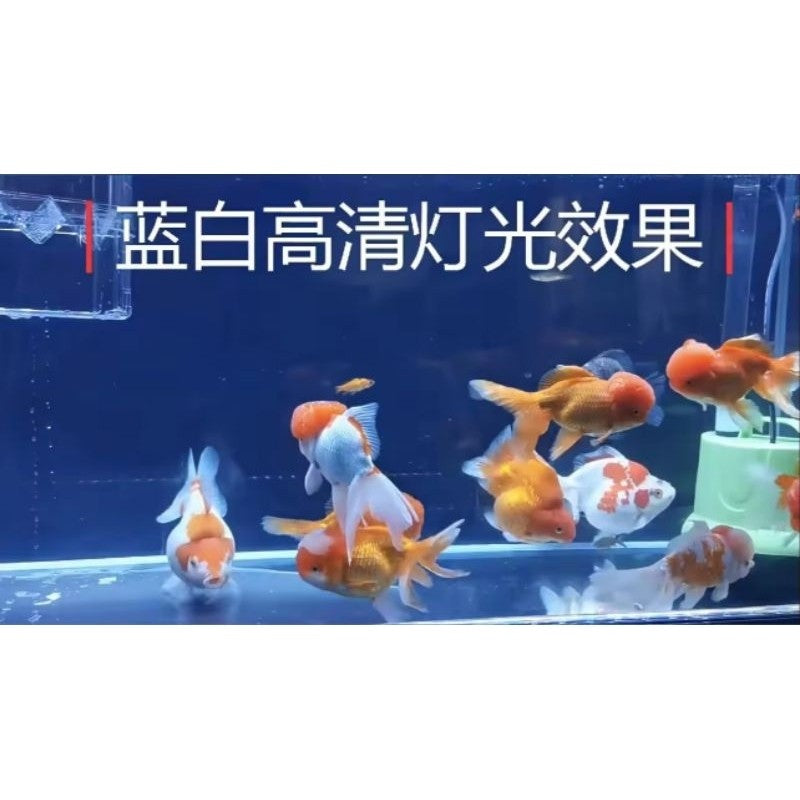 QuanLong T4 Aquarium LED Light 600B – 10W 58.5cm (Multi-Colour / Blue & White / Red & White)