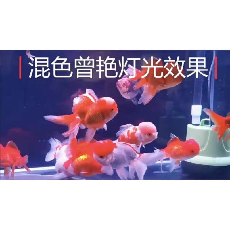 QuanLong T4 Aquarium LED Light 600B – 10W 58.5cm (Multi-Colour / Blue & White / Red & White)