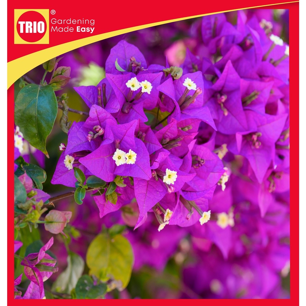 TRIObaja Bougainvillea Tablet Fertilizer / TRIObaja Tablet Bunga Kertas / TRIObaja九重葛花颗粒状肥 (Ready Stock)