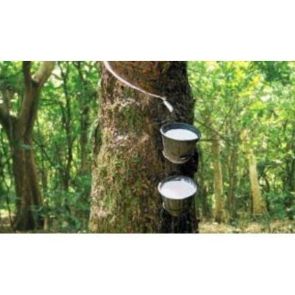 Etrolin 500 Latex Stimulant 500ml / Penggalak Susu Getah / Green Hijau / Ethephon 5% / 100% Original