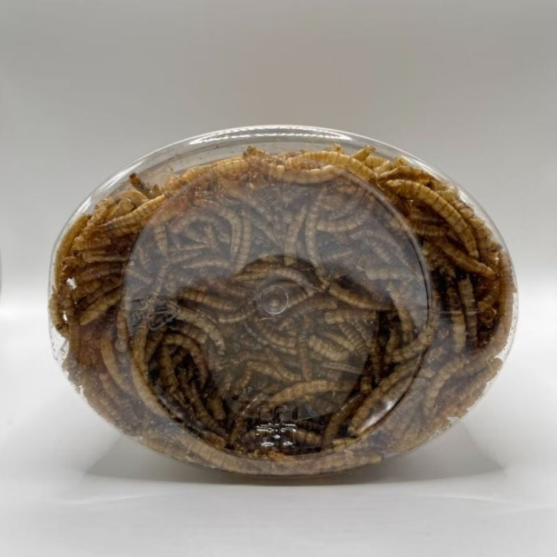 100% Natural Dried Mealworms 120g | High Protein Fish Food | Makanan Ikan