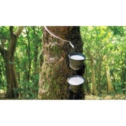 Etrolin 1000 Latex Stimulant 500ml / Penggalak Susu Getah / Red Merah / Ethephon 10% / 100% Original