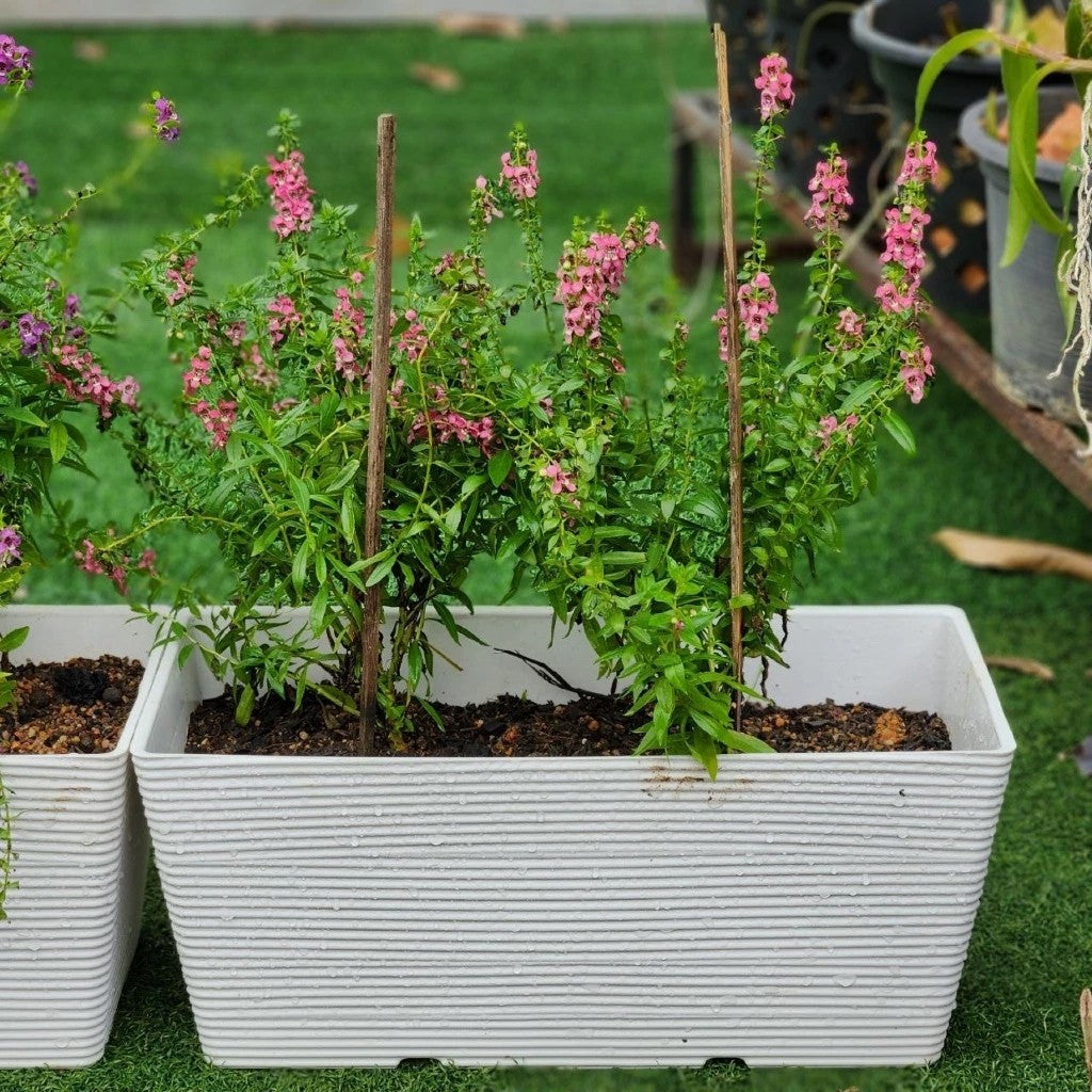 FELTON PLANTER BOX 2480 MODERN VEGETABLE GARDEN TOOLS KOTAK PENANAM SAYURAN LENGTH 46CM