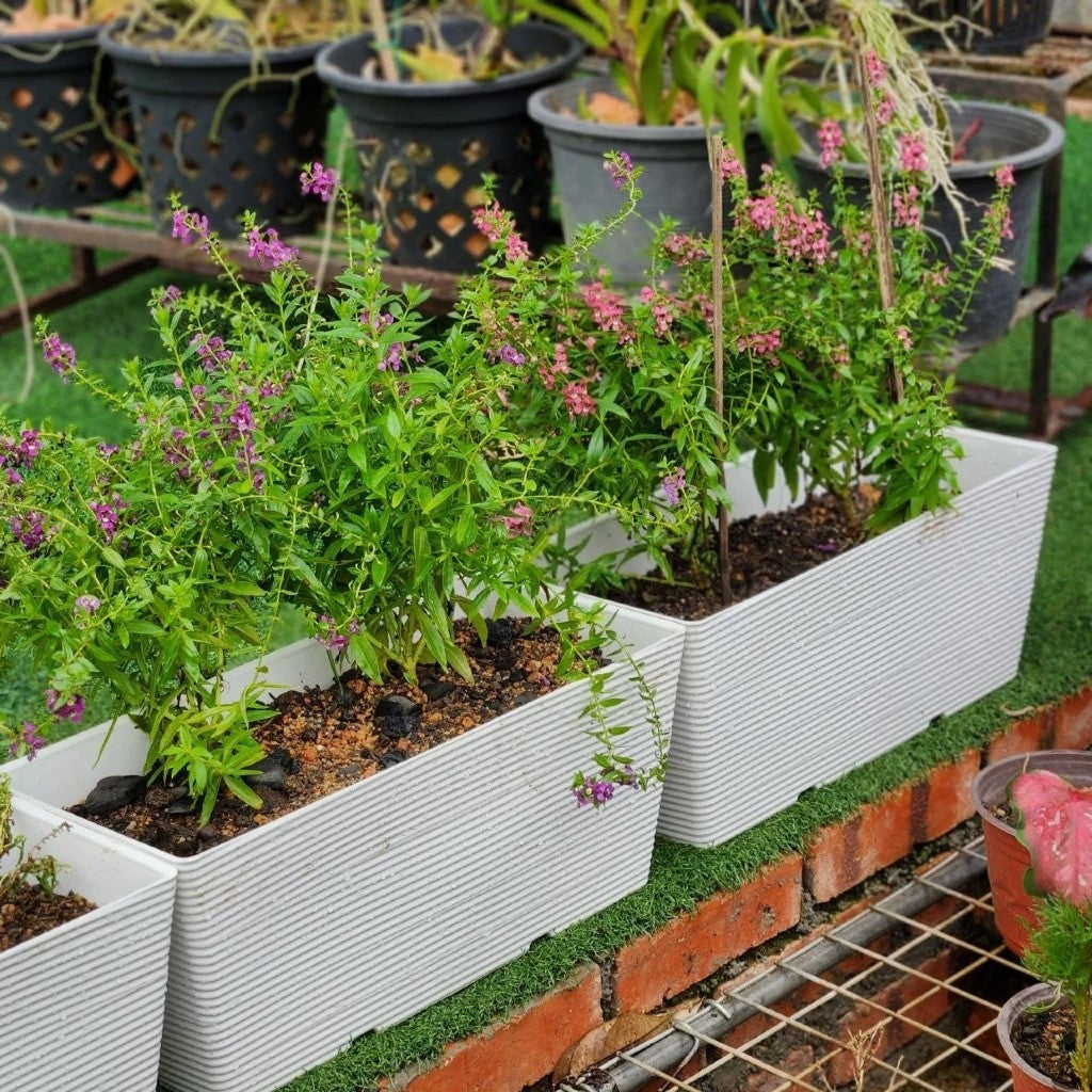 FELTON PLANTER BOX 2480 MODERN VEGETABLE GARDEN TOOLS KOTAK PENANAM SAYURAN LENGTH 46CM