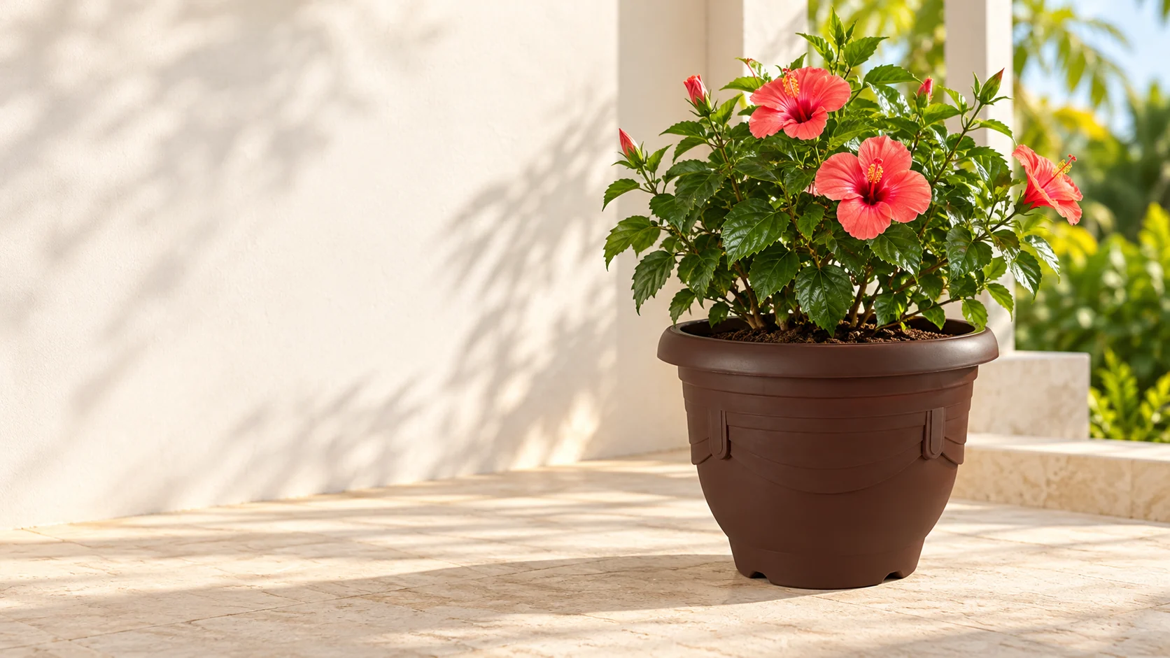 Hibiscus in a Felton FBL113 flower pot on a warm sunlit veranda