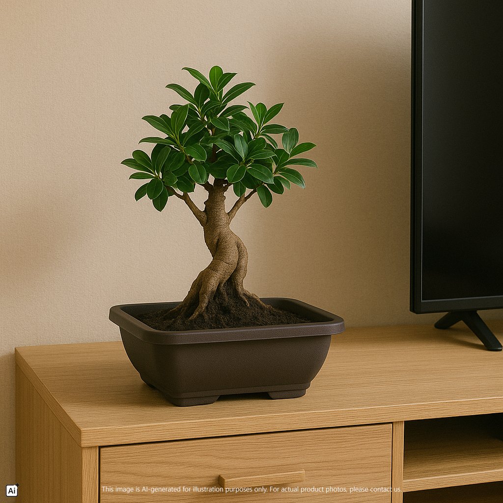Felton Floriana Zen Planter Pot Series