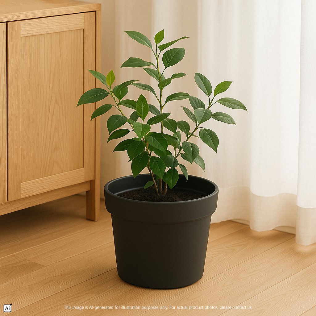 Felton Verdant Bliss Planter Pot Series